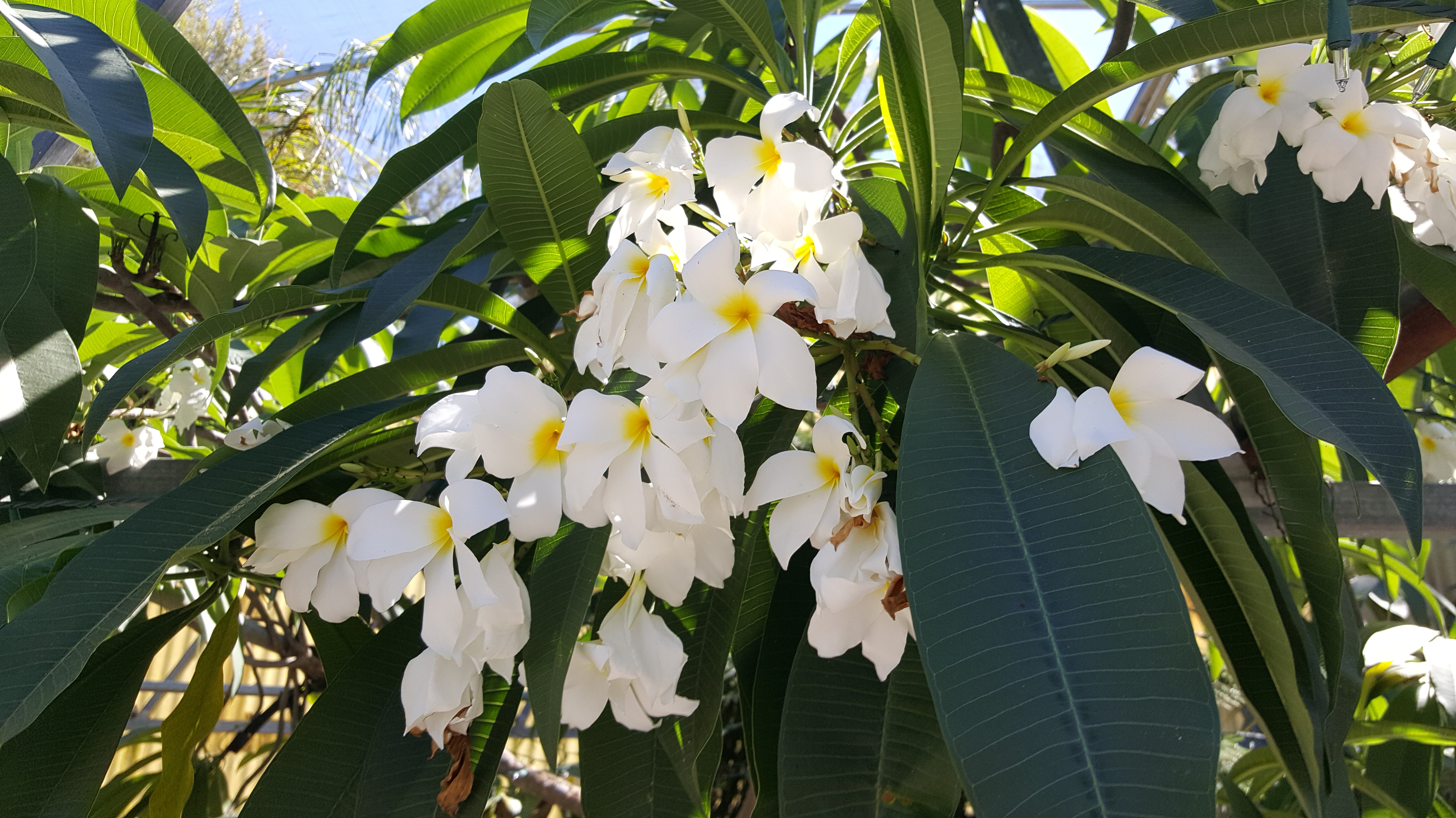 20160905_151225-copy